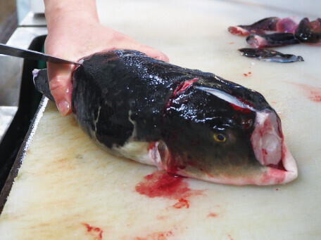季節の魚を取り扱っています